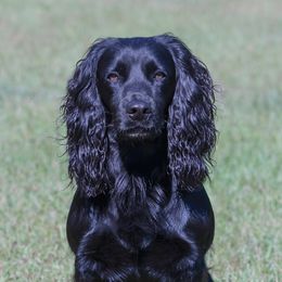 English Cocker Spaniel and Pointer All Grown Up from Foxrun Gundogs