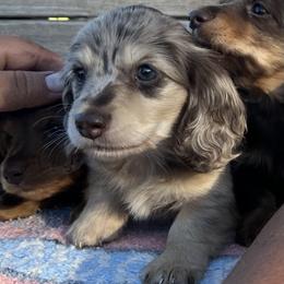 Dachshund Puppies from 4E Dachshunds