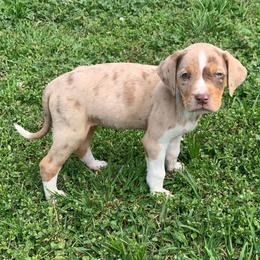 Female 1 - Red merle female Catahoula Leopard Dog puppy in Gadsden, Alabama from Rich Cat’s
