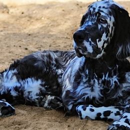 Chinese Cresteds and English Setters from Bent Oak