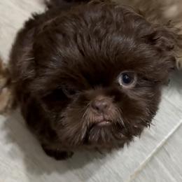 Shih Tzu Puppies from Mosley Kennel Shih Tzu