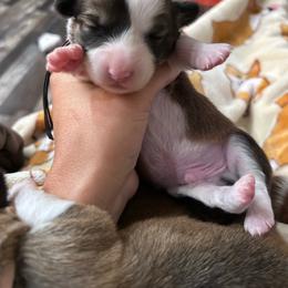 Black collar boy - Sable male Pembroke Welsh Corgi puppy in Flat Rock, Alabama from Fluffy Butt Acres