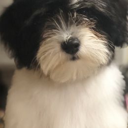 Havanese from Lynroc Kennels