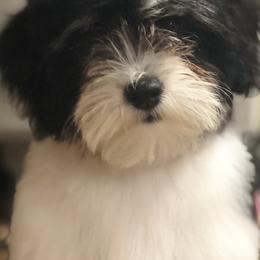 Havanese from Lynroc Kennels