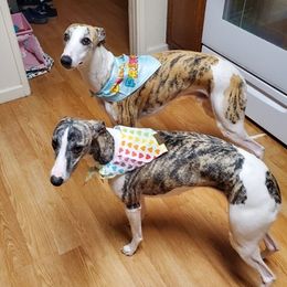 Whippets from Sunrise Farm