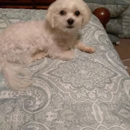 Maltese Puppies from Franny's Maltese Puppies