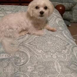 Maltese Puppies from Franny's Maltese Puppies