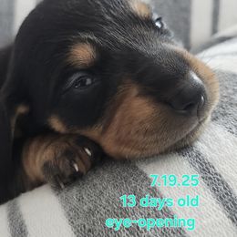 Dachshund Puppies from Happy Acres  Miniature Dachshunds