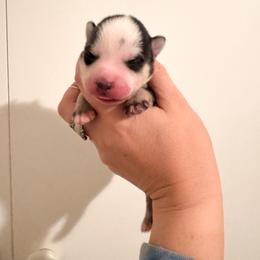1 - Black and white male Pomsky puppy in La Verne, California from Red Cedar Pomskies