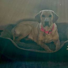 Suzie-Q - Labrador Retriever