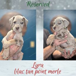 Lyra - Merle female Great Dane puppy in Roseau, Minnesota from UNDAD'S KENNELS