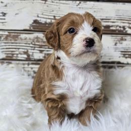 Ruby - Red female Bernedoodle puppy in Austin, Texas from Austin Doodles & Poodles