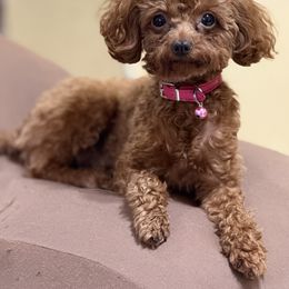 Cavalier King Charles Spaniel, Cavapoo, and Poodle Puppies from Mario’s Pups