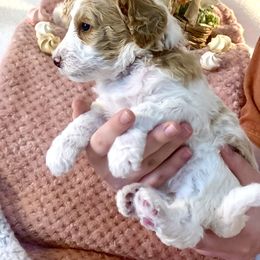 Poodle Puppies from Teddy Gram Goldendoodles and Standard Poodles