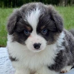 Lark (Piper) - Blue female Pembroke Welsh Corgi puppy in Fayetteville, Arkansas from Intergalactic Corgis