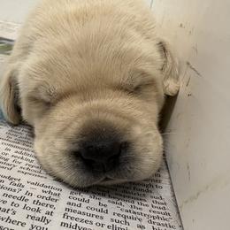 Boy 7 - Black male Labrador Retriever puppy in Turner, Maine from Bear Pond Retrievers
