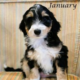 January - Black tri-color female Aussiedoodle puppy in Lancaster, Minnesota from Wilson Cattle Co.