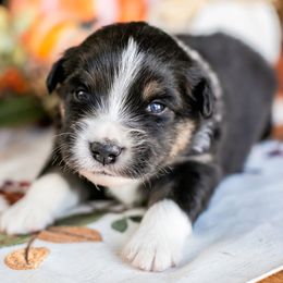 BTM2 - Black tri male Miniature American Shepherd puppy in Tonopah, Arizona from King's Miniature American Shepherds