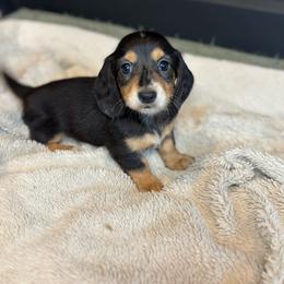 Dahlia - Black and tan female Dachshund puppy in Mountain Grove, Missouri from Happy Hounds