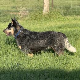 Australian Cattle Dog Puppies from Camira Ranch Australian Cattle Dogs