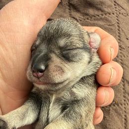 AKC - Winnie - Pink - Salt and pepper female Miniature Schnauzer puppy in Wheeler, Wisconsin from Sue’s Miniature Schnauzers