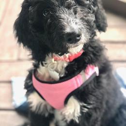 Goldendoodle, Golden Retriever, and Sheepadoodle Puppies from Guppy Puppies