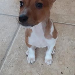 Rat Terriers from Crestwood