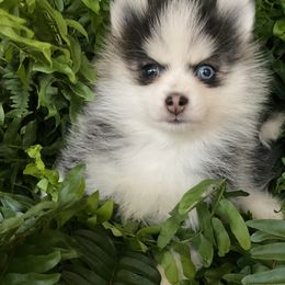 Pomsky Puppies from Sunshine Pomsky