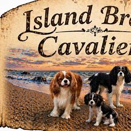 Cavalier King Charles Spaniels from Island Breeze Cavaliers