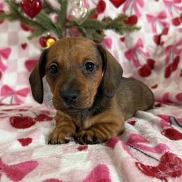 Roseann - Red female Dachshund puppy in Lynn, Indiana from StorSma Farms
