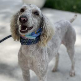 Friday - Poodle