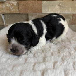Rosemary - Blue roan female Cocker Spaniel puppy in Indiana from muddy boots cocker spaniels and cockapoos
