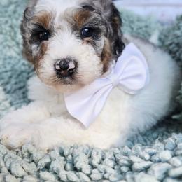White - Blue merle female Aussiedoodle puppy in Georgetown, California from Foothill Aussies