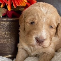 American Corgis and Goldendoodles from Circle N Farms