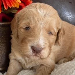 American Corgis and Goldendoodles from Circle N Farms