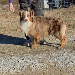 Scooter - Miniature American Shepherd