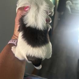 Shih Tzu Puppies from Tarklin Valley Farm