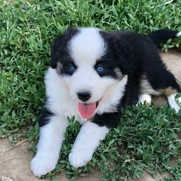 Aussiedoodle, Australian Shepherd, Miniature American Shepherd, and Miniature Australian Shepherd Puppies from Bline's Awesome Aussies