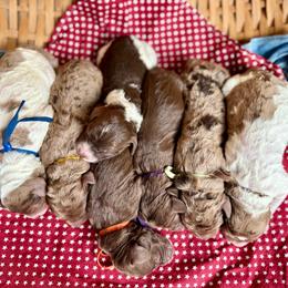Purple - Parti female Goldendoodle puppy in Hesperia, Michigan from Red Acres Poodles & Doodles