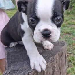 Spot - Black brindle and white male Boston Terrier puppy in Gaffney, South Carolina from Battlefield Kennels