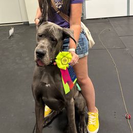 Karen - Great Dane
