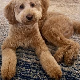 Goldendoodle All Grown Up from Goldendoodle AZ