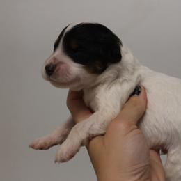 Rex - Tri-color male Bernedoodle puppy in Muskogee, Oklahoma from Lawler’s Legacy Litters