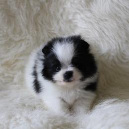 Chimney - Blue merle male Pomeranian puppy in San Marcos, Texas from Hill Country Poms
