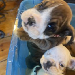 Bulldog Puppies from Wet Dog Ranch