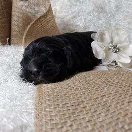 Cocker Spaniel Puppies from Chloe's Cocker Spaniels