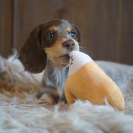 Dachshund Puppies from Dachshund Den