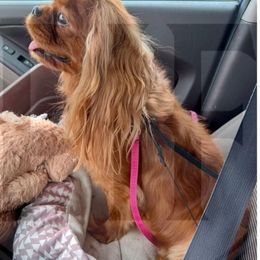 Velvet - Cavalier King Charles Spaniel