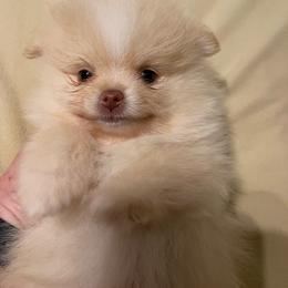 Boy 3 - Cream male Pomeranian puppy in Jamestown, California from Park Avenue Poms