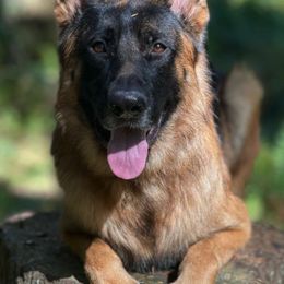 German Shepherds from Landstrassen German Shepherds